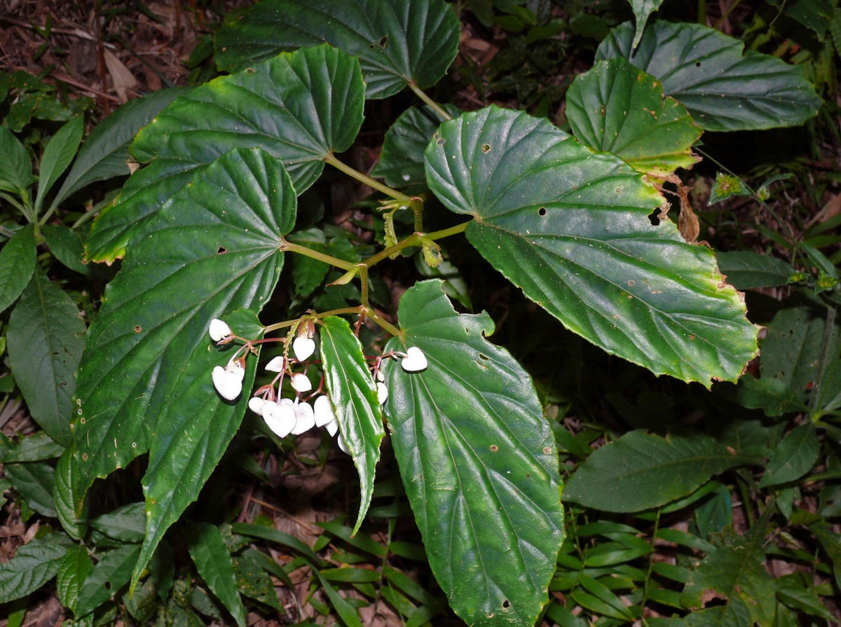 B. negrosensis